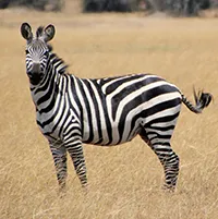 Versek mintegy zebra, zebra