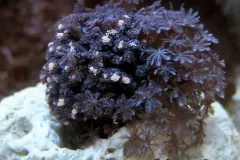 moduri de propagare de corali moi
