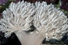 lágy korallok terjedési módja