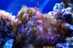 moduri de propagare de corali moi