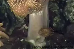 lágy korallok terjedési módja
