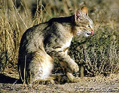Pusztai macska, afrikai vadmacska (Felis lybica), területi szülőhelye leírás prérikutyák, külső
