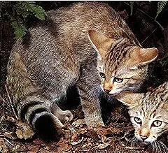 Stepa pisica, pisica sălbatică africană (felis lybica), locul de naștere câini descriere zonale prerie, externe