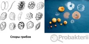 Metode de înmulțire a microorganismelor patogene bacterii, ciuperci, virusuri