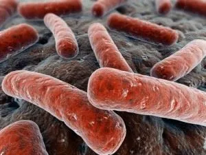 Metode de înmulțire a microorganismelor patogene bacterii, ciuperci, virusuri