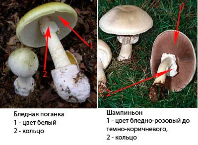 Compara Toadstool și ciuperci palid, ce asemănări și deosebiri