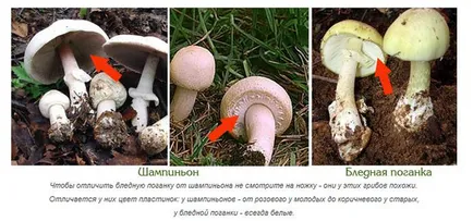 Compara Toadstool și ciuperci palid, ce asemănări și deosebiri