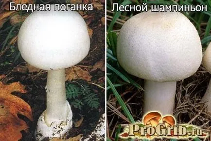 Compara Toadstool și ciuperci palid, ce asemănări și deosebiri