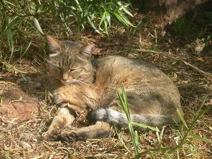 Pusztai macska (vadmacska) vagy afrikai vadmacska