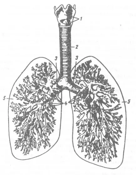 A szerkezet a tüdő