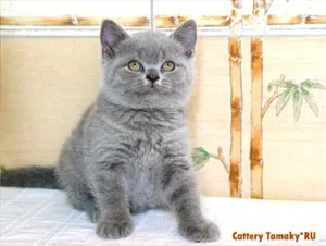 Tamakyru óvoda színek brit, milyen színű brit macska
