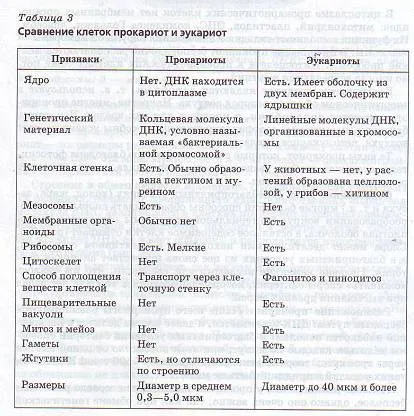 Analogii și diferențe în structura celulelor procariote și eucariote