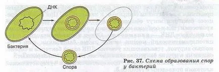 Analogii și diferențe în structura celulelor procariote și eucariote