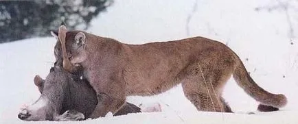 Harcolj puma