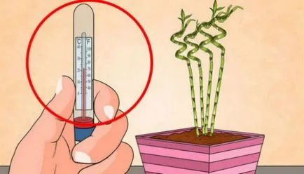Температурните условия за растения