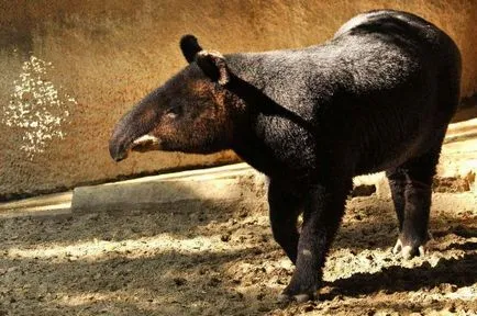 Тапири - в прекрасния свят на животните