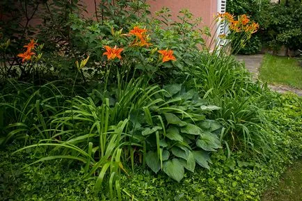 Shady ágyon daylilies és Hortenzia paniculata