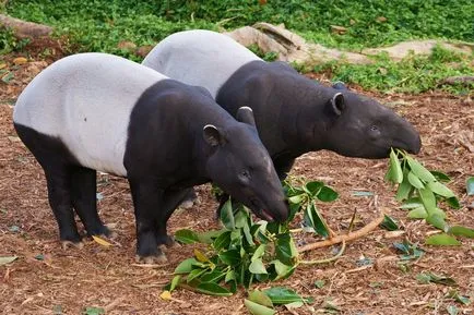 Tapirii - lumea minunată a animalelor
