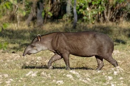 Tapirii - lumea minunată a animalelor