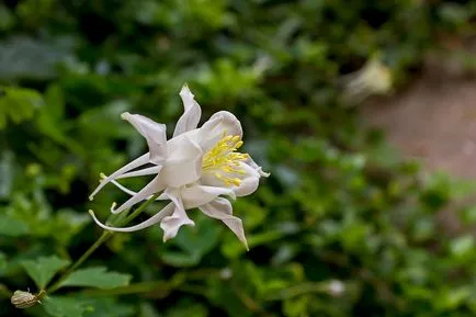 pat umbroasă daylilies și Hydrangea paniculata