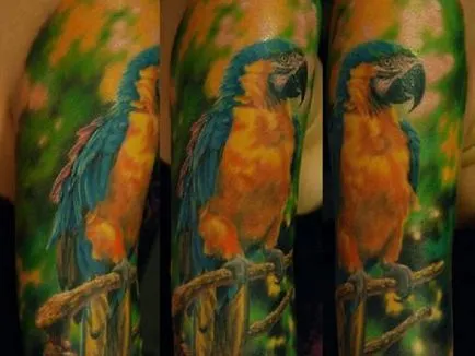 Parrot tatuaj - ceea ce înseamnă schițe tatuaj și fotografii