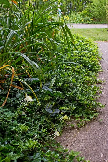 Shady легло на daylilies и хортензия paniculata