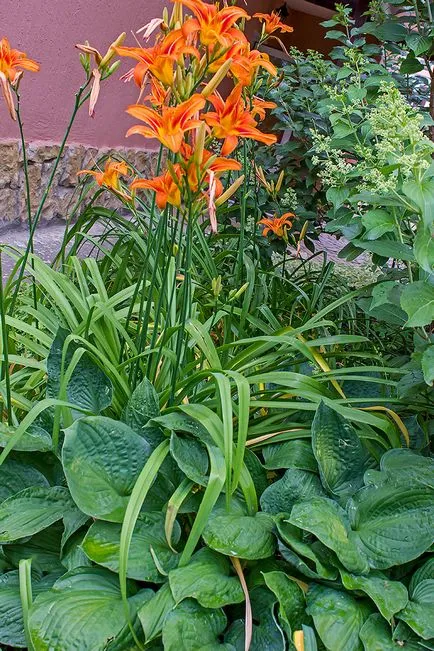 pat umbroasă daylilies și Hydrangea paniculata