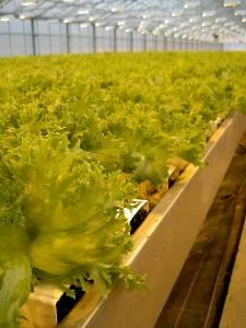 Mașină pentru cultivarea de salata verde, și culturi verzi hidroponice - Schetelig