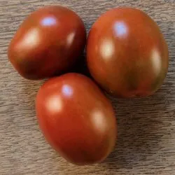 Caracterizarea de tomate negru Moor și descrierea soiurilor comentarii, cei care au plantat video și fotografii