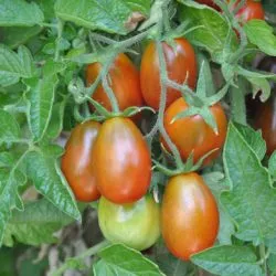 Caracterizarea de tomate negru Moor și descrierea soiurilor comentarii, cei care au plantat video și fotografii