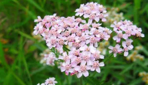 Yarrow, idei frumoase pentru gradina