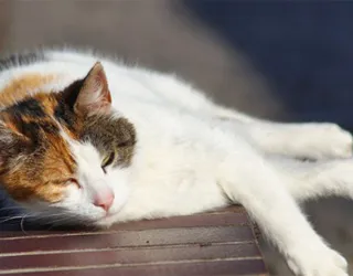 Топлинен удар симптоми при котки и какво да правят, котката и котката