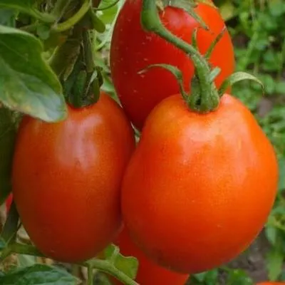 Tomate - scandalagiu - (luptator), caracteristic soiurilor, plantare, în special