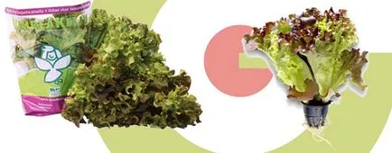 Mașină pentru cultivarea de salata verde, și culturi verzi hidroponice - Schetelig
