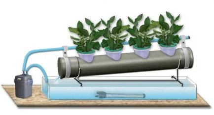 Технологията на отглеждане на hydroponically диня, маруля, копър и магданоз, лалета, картофи,