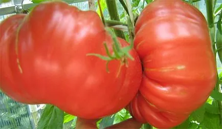 Tomate „labă de urs“ - caietul de sarcini și soiuri, localizare, recenzii, fotografii tomate