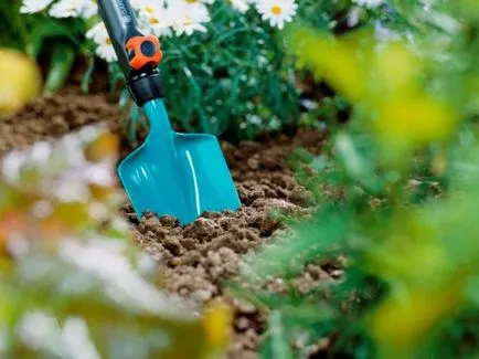 Cickafark dekoratív - ültetés és gondozás tanácsadás agronómusok