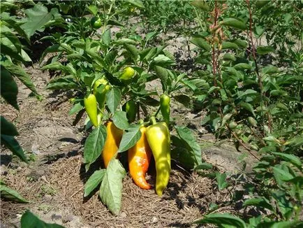 Levéltetvek paprika, mint a folyamat, és hogyan lehet megszabadulni