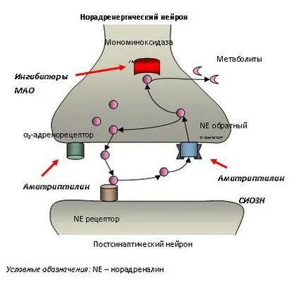 hatását az alkalmazás helyétől különböző csoportok antidepresszánsok