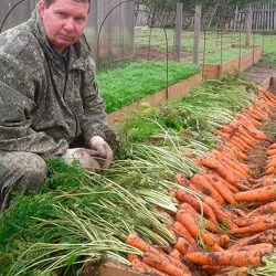 Sárgarépa ültetés és gondozás a nyílt terepen termesztés, kártevők, műtrágyázás - eteplitsa