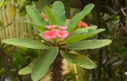 Euphorbia levelek sárgulnak