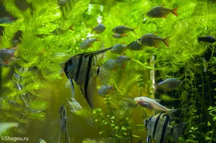 Sofiyarium преглед, за да посетите най-големия аквариум в Европа и вода шоу
