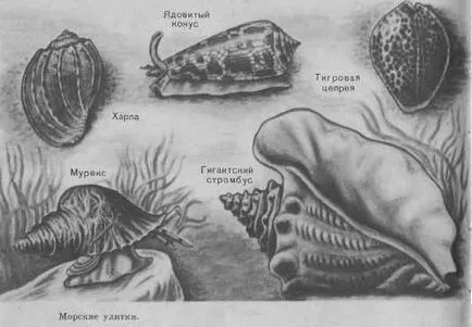 морски охлюви