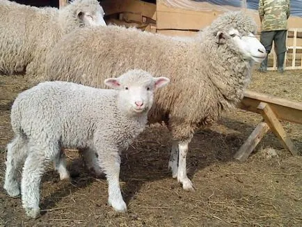 Tonkorunnoj характеристики порода овце и характеристики на съдържанието