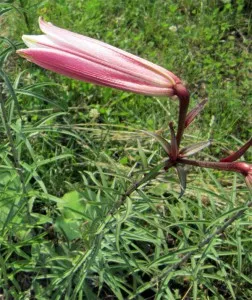 Csöves liliom (trombita) - a termesztési feltételek, növekvő paradicsom a nyaraló