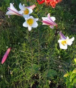 Csöves liliom (trombita) - a termesztési feltételek, növekvő paradicsom a nyaraló