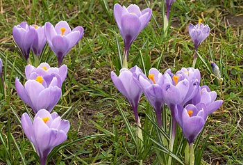 Tulipánok hullámpapír, ország művészek