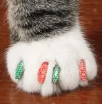 Declawing и осакатявам, котка котка коте