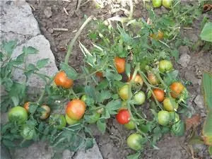 La răsad de tomate frunze palide, să crească o grădină!