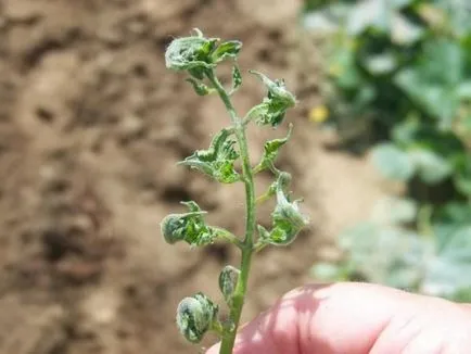 La răsad de tomate frunze palide, să crească o grădină!